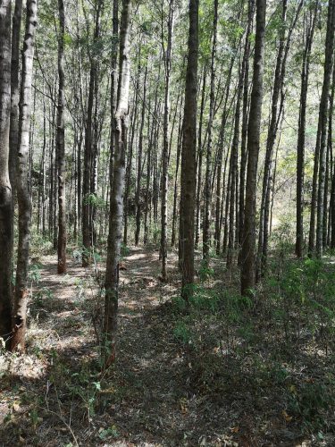 Hiilimetsää Etelä-Etiopian aluevaltiossa (Sodo Wolayita Zone, South Ethiopia Regional State). Kuva: Linda Annala Tesfaye