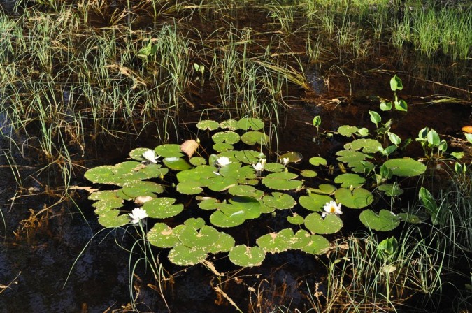 Ympäristöryhmän retki Nuuksioon 20.6.2012