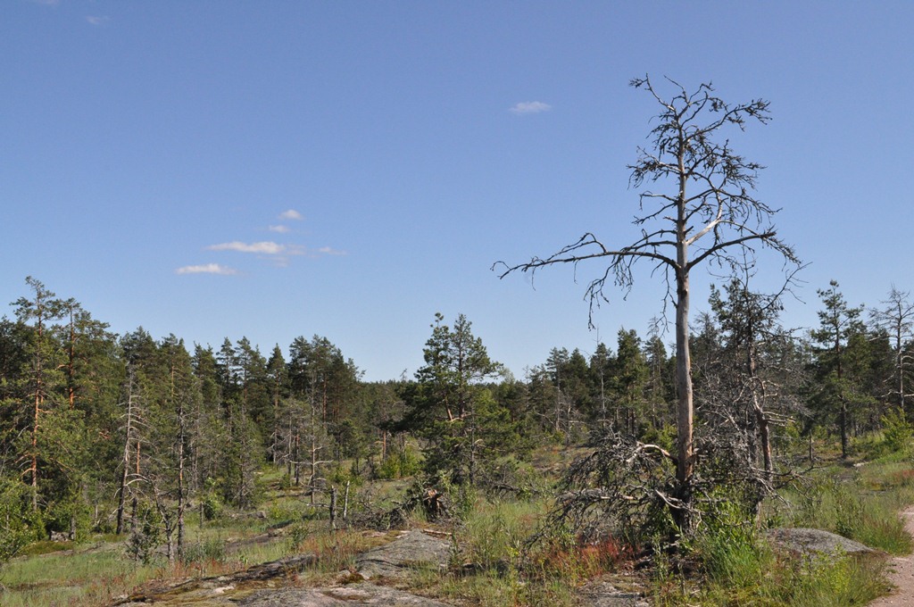 Ympäristöryhmän retki Nuuksioon 20.6.2012